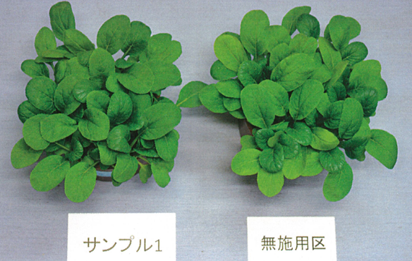 植物育成對比結果